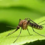 anvisa-libera-testes-em-humanos-de-vacina-brasileira-contra-malaria