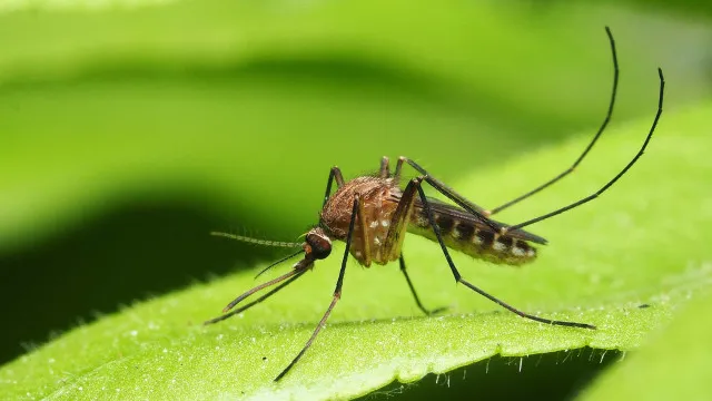 anvisa-libera-testes-em-humanos-de-vacina-brasileira-contra-malaria