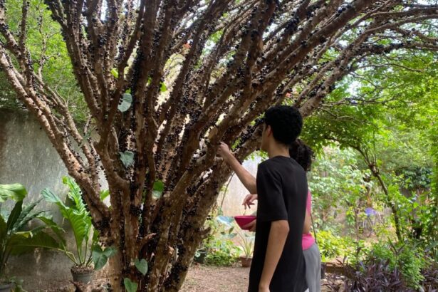 festa-da-jabuticaba-no-tocantins-reune-receitas-criativas;-conheca-os-pratos