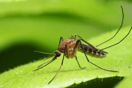 anvisa-libera-testes-em-humanos-de-vacina-brasileira-contra-malaria