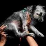 o-ranking-das-racas-de-cachorros-mais-inteligentes-do-mundo