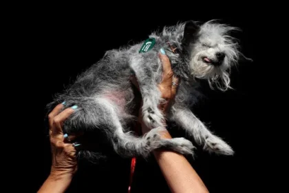 o-ranking-das-racas-de-cachorros-mais-inteligentes-do-mundo