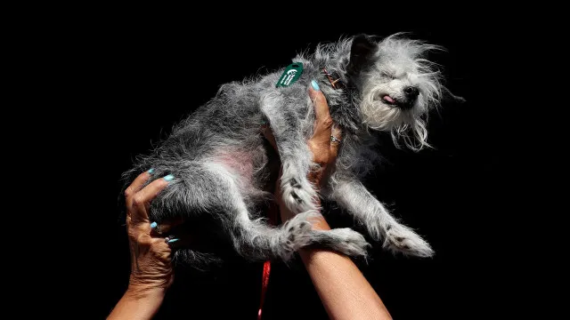 o-ranking-das-racas-de-cachorros-mais-inteligentes-do-mundo