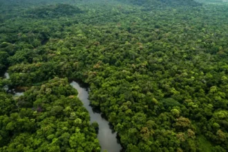 amazonia-e-cerrado-tem-menor-desmatamento-ja-registrado