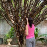 festa-da-colheita-da-jabuticaba-segue-neste-fim-de-semana-com-programacao-gastronomica-e-cultural
