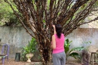 festa-da-colheita-da-jabuticaba-segue-neste-fim-de-semana-com-programacao-gastronomica-e-cultural