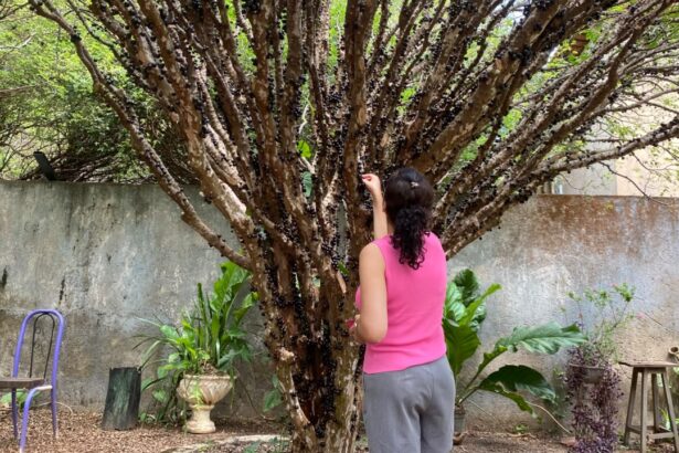 festa-da-colheita-da-jabuticaba-segue-neste-fim-de-semana-com-programacao-gastronomica-e-cultural