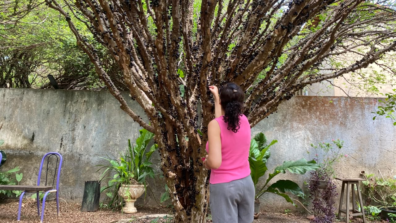 festa-da-colheita-da-jabuticaba-segue-neste-fim-de-semana-com-programacao-gastronomica-e-cultural