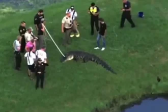 homem-de-71-anos-e-morto-por-jacare-quando-pescava-na-margem-de-lago