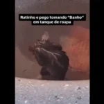 mulher-leva-susto-ao-ver-rato-‘tomando-banho’-no-tanque-de-casa;-assista