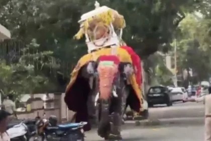 video:-elefante-se-assusta-em-festival-na-india-e-provoca-panico-geral