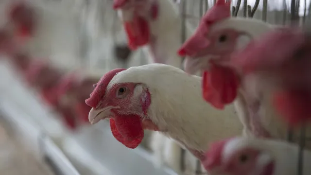 doenca-de-newcastle:-e-seguro-comer-frango?-entenda-os-riscos