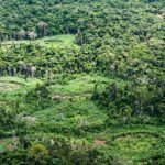 plataforma-pan-amazonica-reune-232-politicas-publicas-para-bioeconomia