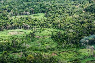 plataforma-pan-amazonica-reune-232-politicas-publicas-para-bioeconomia