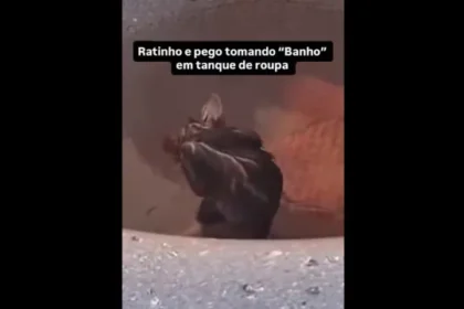 mulher-leva-susto-ao-ver-rato-‘tomando-banho’-no-tanque-de-casa;-assista