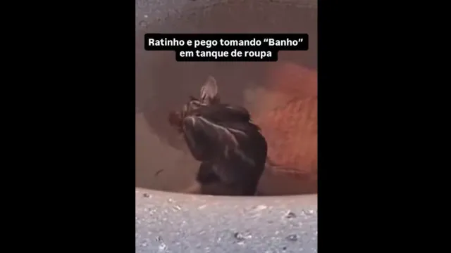 mulher-leva-susto-ao-ver-rato-‘tomando-banho’-no-tanque-de-casa;-assista