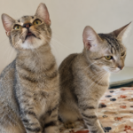 apos-resgate-de-maus-tratos,-gatinhos-de-seis-meses-seguem-a-espera-de-adocao-em-palmas