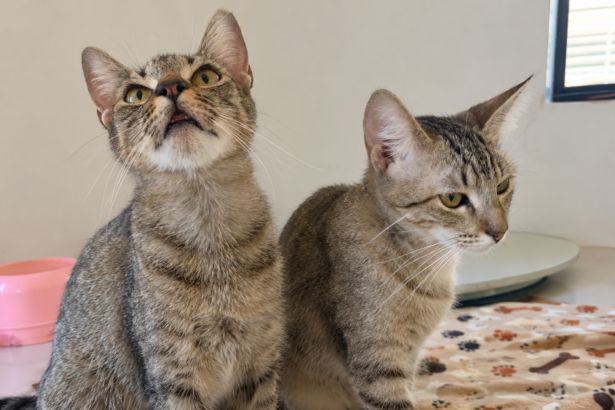apos-resgate-de-maus-tratos,-gatinhos-de-seis-meses-seguem-a-espera-de-adocao-em-palmas
