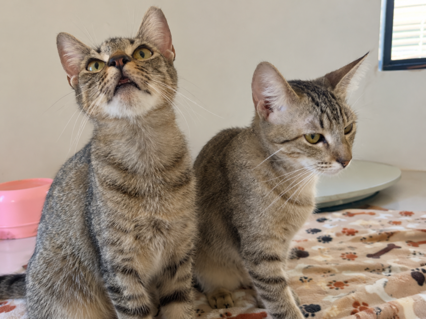apos-resgate-de-maus-tratos,-gatinhos-de-seis-meses-seguem-a-espera-de-adocao-em-palmas