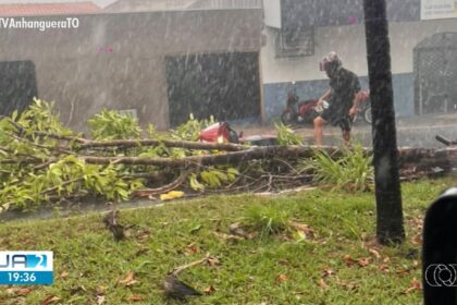 chuva-com-ventos-fortes-derruba-arvores-e-provoca-estragos-em-araguaina;