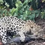 biologo-regista-o-momento-em-que-onca-pintada-ataca-jacare-no-pantanal