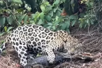 biologo-regista-o-momento-em-que-onca-pintada-ataca-jacare-no-pantanal