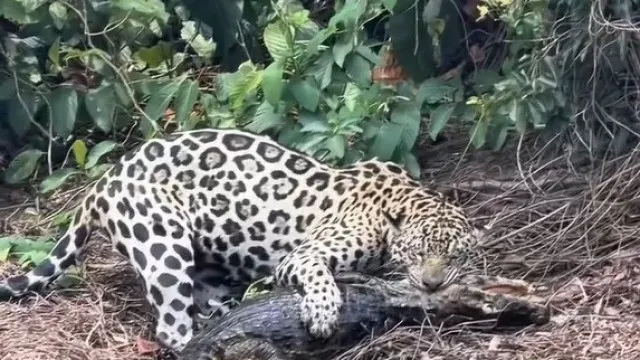 biologo-regista-o-momento-em-que-onca-pintada-ataca-jacare-no-pantanal