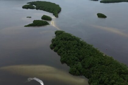 paises-consideram-insuficientes-acoes-contra-crise-da-biodiversidade