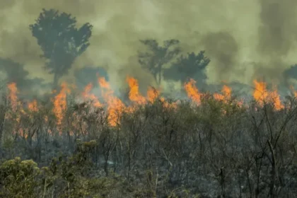 incendio-de-grandes-proporcoes-atinge-area-de-protecao-ambiental-em-santarem,-no-para