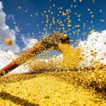 estudo-mostra-necessidade-de-proteger-soja-para-evitar-perdas